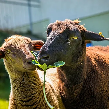 Weidinghof Διαμέρισμα Sankt Veit im Pongau