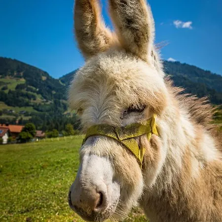 Weidinghof Sankt Veit im Pongau