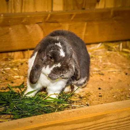 Weidinghof Διαμέρισμα Sankt Veit im Pongau